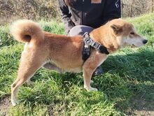 KIMI, Hund, Shiba Inu-Mix in Slowakische Republik - Bild 5