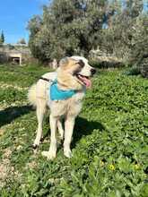 GABRIEL, Hund, Herdenschutzhund-Mix in Griechenland - Bild 2