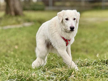 NOAK, Hund, Mischlingshund in Augsburg - Bild 5