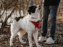 CROSSI, Hund, Mischlingshund in Oberviechtach - Bild 1