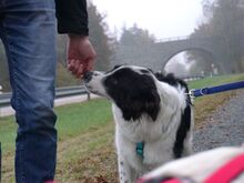 CROSSI, Hund, Mischlingshund in Oberviechtach - Bild 3