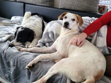 CROSSI, Hund, Mischlingshund in Oberviechtach - Bild 4