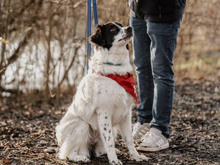 CROSSI, Hund, Mischlingshund in Oberviechtach - Bild 5