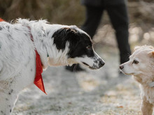 CROSSI, Hund, Mischlingshund in Oberviechtach - Bild 6