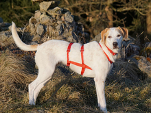 FURIA, Hund, Mischlingshund in Oberviechtach - Bild 2