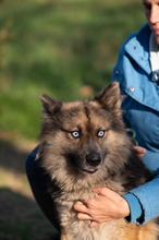 FINLANDIA, Hund, Mischlingshund in Ungarn - Bild 10