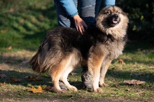 FINLANDIA, Hund, Mischlingshund in Ungarn - Bild 4