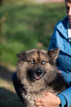 FINLANDIA, Hund, Mischlingshund in Ungarn - Bild 7