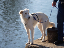 FAUSTRO-FAUSTO, Hund, Mischlingshund in Neustadt - Bild 4