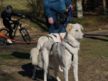 FAUSTRO-FAUSTO, Hund, Mischlingshund in Neustadt - Bild 5