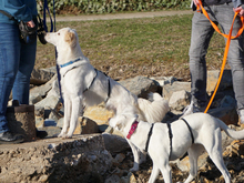 FAUSTRO-FAUSTO, Hund, Mischlingshund in Neustadt - Bild 6