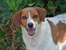 BOBBY, Hund, Beagle-Mix in Nußloch