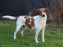 BOBBY, Hund, Beagle-Mix in Nußloch - Bild 2