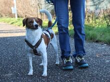 BOBBY, Hund, Beagle-Mix in Nußloch - Bild 4