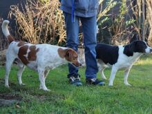 BOBBY, Hund, Beagle-Mix in Nußloch - Bild 5