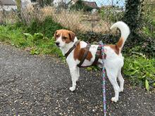 BOBBY, Hund, Beagle-Mix in Nußloch - Bild 6