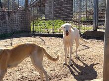 FRIDA, Hund, Mischlingshund in Monheim