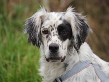 LINDA, Hund, Irish Setter in Lindlar