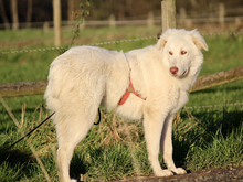 CHICCO, Hund, Mischlingshund in Ruppichteroth - Bild 2