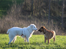 CHICCO, Hund, Mischlingshund in Ruppichteroth - Bild 3