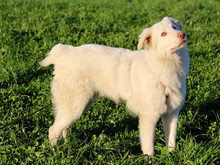 CHICCO, Hund, Mischlingshund in Ruppichteroth - Bild 4