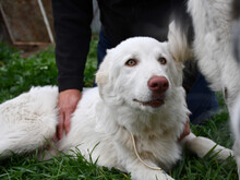 CHICCO, Hund, Mischlingshund in Ruppichteroth - Bild 5