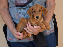 LEON, Hund, Mischlingshund in Euskirchen