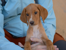 LIA, Hund, Mischlingshund in Wesel