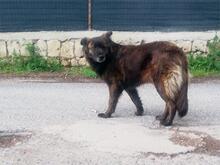 MANDEL, Hund, Mischlingshund in Wegberg