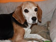 LINA, Hund, Beagle in Mettmann