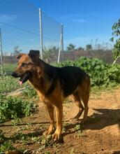 BELINDA, Hund, Deutscher Schäferhund-Mix in Spanien - Bild 2