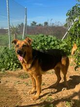 BELINDA, Hund, Deutscher Schäferhund-Mix in Spanien - Bild 7