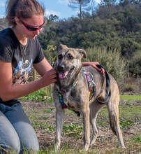 JENNIFER, Hund, Mischlingshund in Portugal - Bild 2