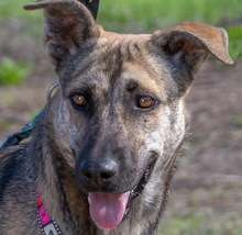 JENNIFER, Hund, Mischlingshund in Portugal - Bild 6