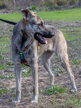 JENNIFER, Hund, Mischlingshund in Portugal - Bild 7