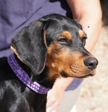 ANSALDO, Hund, Mischlingshund in Zypern - Bild 1