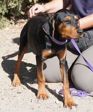 ANSALDO, Hund, Mischlingshund in Zypern - Bild 2