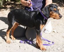 ANSALDO, Hund, Mischlingshund in Zypern - Bild 3