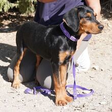 ANSALDO, Hund, Mischlingshund in Zypern - Bild 4