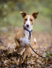 DIVA, Hund, Podenco in Schlüchtern