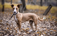 DIVA, Hund, Podenco in Schlüchtern - Bild 2