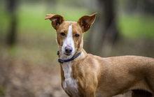 DIVA, Hund, Podenco in Schlüchtern - Bild 3