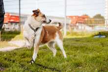 TAYA, Hund, Mischlingshund in Bad Wünnenberg - Bild 2