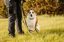 TAYA, Hund, Mischlingshund in Bad Wünnenberg - Bild 6