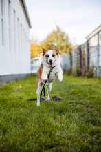 TAYA, Hund, Mischlingshund in Bad Wünnenberg - Bild 7