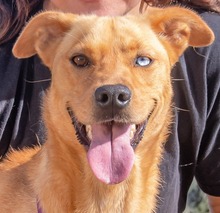 LOIS, Hund, Mischlingshund in Ihringen