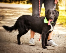 LUCASY137, Hund, Mischlingshund in Slowakische Republik - Bild 2