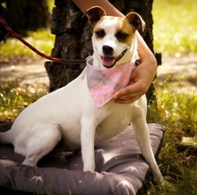 ZOJA, Hund, Mischlingshund in Slowakische Republik - Bild 6