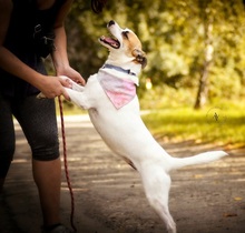 ZOJA, Hund, Mischlingshund in Slowakische Republik - Bild 7