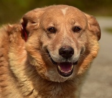 TEDY, Hund, Mischlingshund in Slowakische Republik - Bild 1